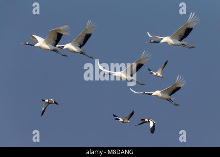 Kraanvogel cinesi in vlucht; rosso-Crowned Crane in volo Foto Stock