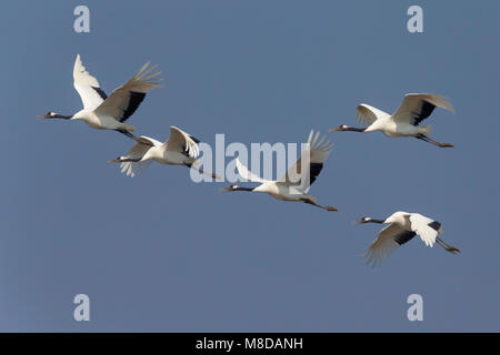 Kraanvogel cinesi in vlucht; rosso-Crowned Crane in volo Foto Stock