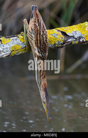 Woudaap foeragerend; Tarabusino foraggio Foto Stock