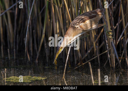Woudaap foeragerend; Tarabusino foraggio Foto Stock