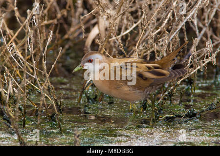 Klein Waterhoen; Little Crake; Porzana parva Foto Stock