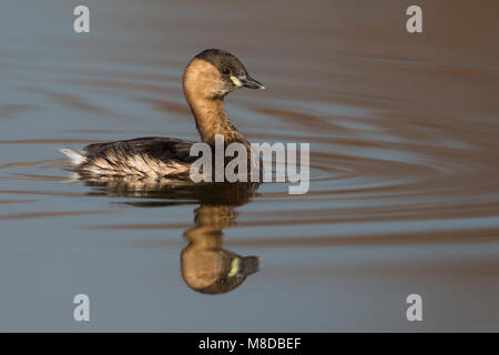 In Dodaars winterkleed; Tuffetto in winterplumage Foto Stock