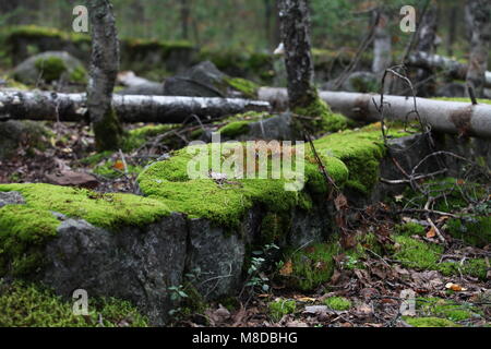 I ruderi di una vecchia casa nel bosco Foto Stock