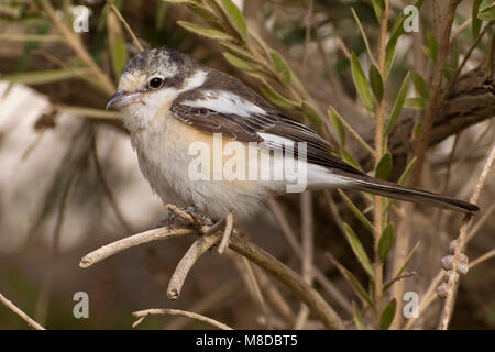 Maskerklauwier; Shrike mascherato; Foto Stock