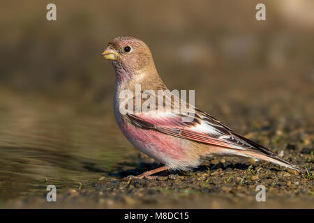 Immagine di uccelli da Daniele Occhiato Foto Stock