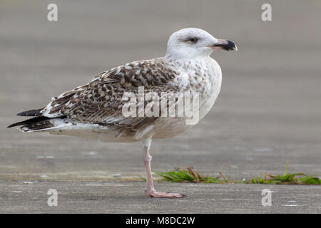 Onvolwassen Grote Mantelmeeuw; immaturo grande nero-backed Gull Foto Stock