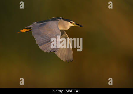 Volwassen Kwak in vlucht; adulto notte Heron in volo Foto Stock