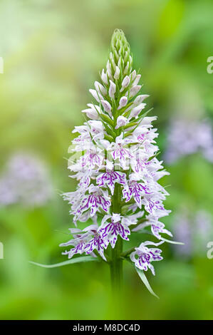 Close-up immagine della fioritura di primavera, viola Dactylorhiza fuchsii, common spotted orchid flower Foto Stock