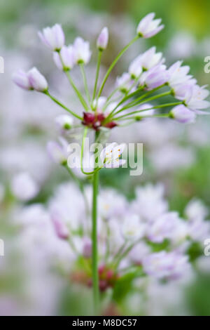 Close-up immagine della fioritura estiva Allium roseum, comunemente chiamato aglio roseo, fiori lilla Foto Stock