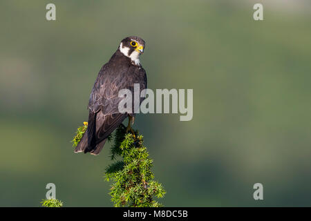 Boomvalk; Hobby settentrionale; Falco Subbuteo® Foto Stock