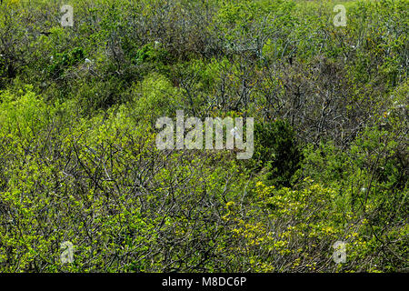 Una veduta aerea di un grande bosco di cipressi dalla valle di squalo torre di osservazione, Everglades National Park Foto Stock