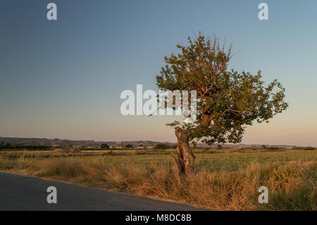 Il sole proietta la luce dorata su una solitaria recedono albero a sunrise nel Mediterraneo. Foto Stock