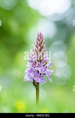 Close-up immagine della fioritura di primavera, viola Dactylorhiza fuchsii, common spotted orchid flower Foto Stock