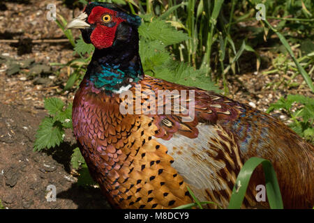 Anello maschio-Fagiano a collo alto. Foto Stock