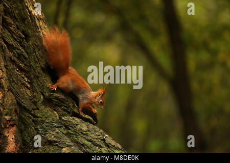 Essenze arboree scoiattolo rosso salendo verso il basso la struttura ad albero Foto Stock