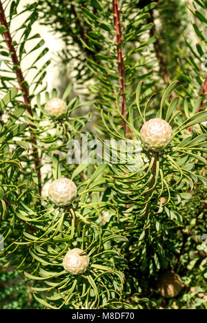 Protea Purple Haze, Leucadendron galpinii, è un piccolo arbusto sempreverde con un suggestivo fogliame color porpora in inverno e coni di argento in estate Foto Stock