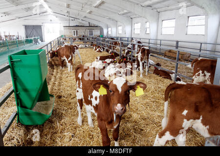 Vacche da latte in una fattoria stalla. Agricoltura Industria, l'agricoltura e la zootecnia Foto Stock