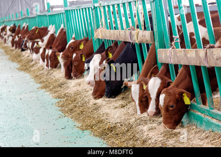 Vacche da latte in una fattoria stalla. Agricoltura Industria, l'agricoltura e la zootecnia Foto Stock