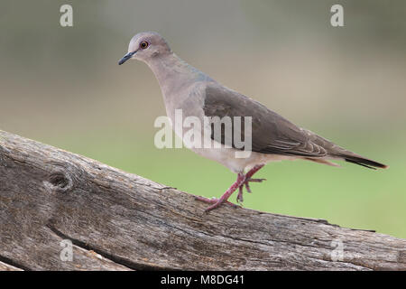 Adulto Hidalgo Co., TX Marzo 2014 Foto Stock