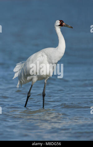 Adulto Aransas Co., TX Gennaio 2009 Foto Stock