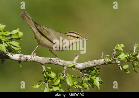 Adulto Galveston Co., TX Aprile 2014 Foto Stock