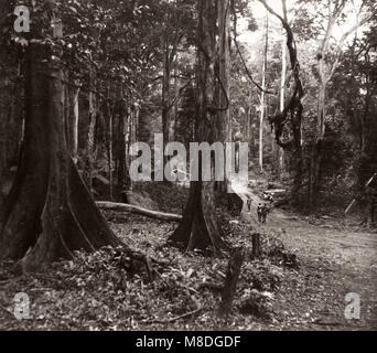 1940s East Africa Uganda - foresta di Budongo, abbattimento e la sezionatura di alberi di mogano Foto Stock