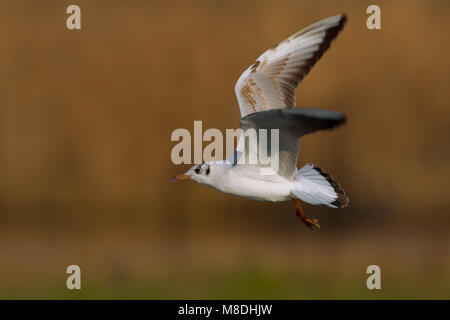 Kokmeeuw onvolwassen vliegend; nero-headed Gull capretti battenti Foto Stock