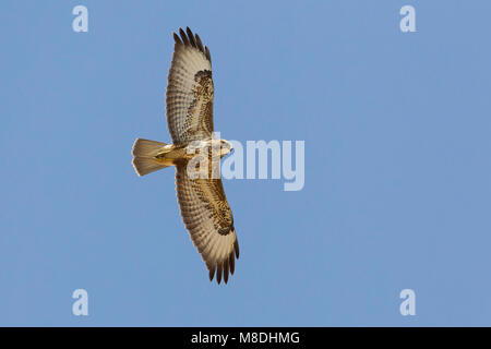 In Steppebuizerd de vlucht; steppa Poiana in volo Foto Stock