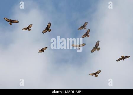 In Steppebuizerd de vlucht; steppa Poiana in volo Foto Stock