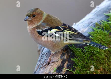 Mannetje Vink, maschio fringuello comune Foto Stock