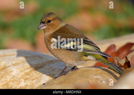 Mannetje Vink; maschio fringuello comune Foto Stock