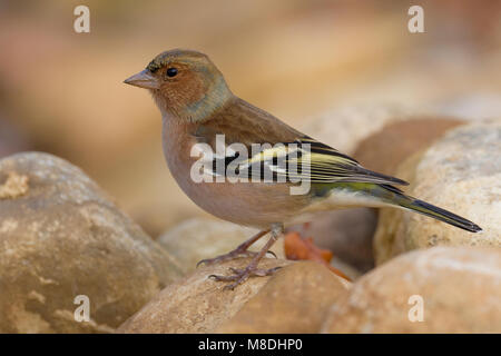 Mannetje Vink; maschio fringuello comune Foto Stock