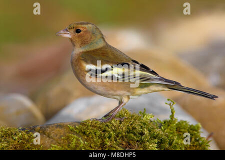 Mannetje Vink; maschio fringuello comune Foto Stock