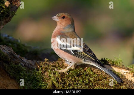 Mannetje Vink; maschio fringuello comune Foto Stock