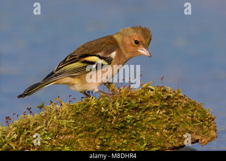 Mannetje Vink; maschio fringuello comune Foto Stock