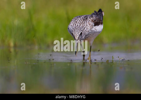 Volwassen Groenpootruiter in zomerkleed; adulto estate Greenshank comune Foto Stock