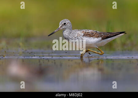 Volwassen Groenpootruiter in zomerkleed; adulto estate Greenshank comune Foto Stock