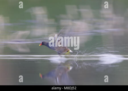 Moorhen comune in volata su acqua, Waterhoen sprintend su acqua Foto Stock