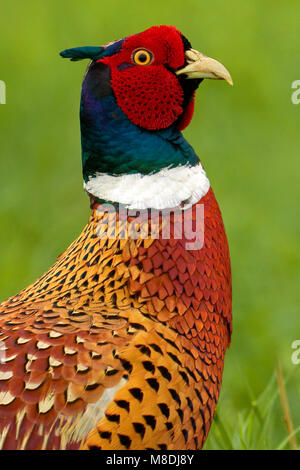 Mannetje Fazant; maschio Fagiano comune Foto Stock