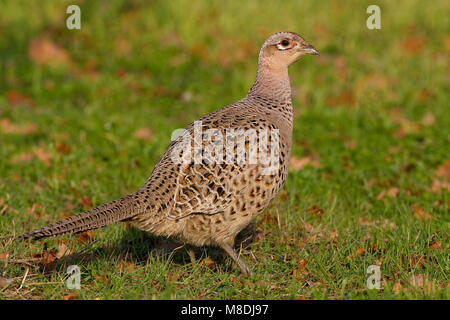 Jong mannetje Fazant; Giovane Maschio Fagiano comune Foto Stock