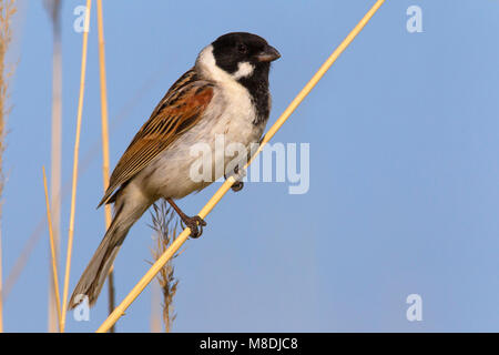 Mannetje Volwassen Rietgors; maschio adulto Reedbunting Foto Stock