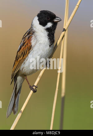 Mannetje Volwassen Rietgors; maschio adulto Reedbunting Foto Stock