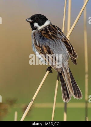 Mannetje Volwassen Rietgors; maschio adulto Reedbunting Foto Stock