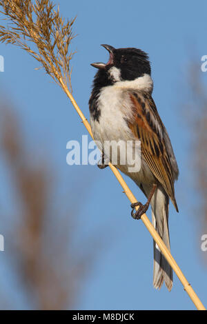 Mannetje Volwassen Rietgors; maschio adulto Reedbunting Foto Stock