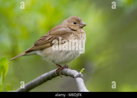 Roodmus zittend; Comune Rosefinch appollaiato Foto Stock
