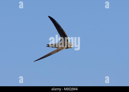 Comune di volo Swift; Gierzwaluw vliegend Foto Stock