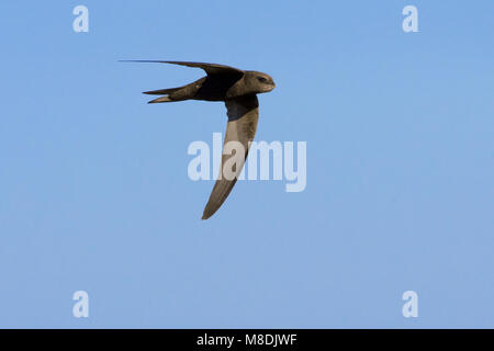 Comune di volo Swift; Gierzwaluw vliegend Foto Stock