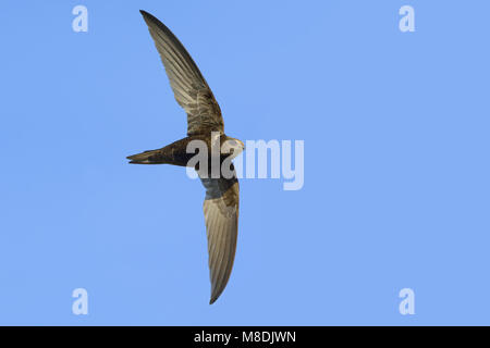 Comune di volo Swift; Gierzwaluw vliegend Foto Stock