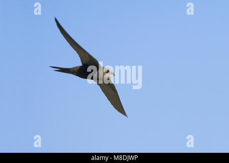 Comune di volo Swift; Gierzwaluw vliegend Foto Stock