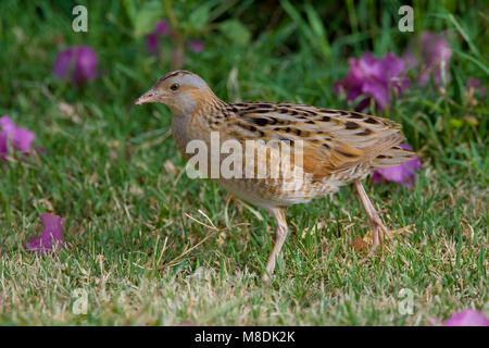 Kwartelkoning lopend in gras; Re di Quaglie camminando in gras Foto Stock